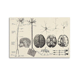 Samsung Galaxy A56 5G 8/256 Go Rose