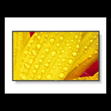 NEC MultiSync M651-2 Écran LED 65 pouces (4K Ultra HD)