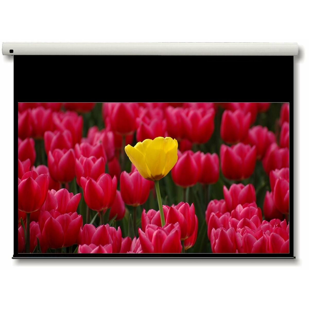 OPTOMA DE-9092EGA Ecran de Projection Electrique 6/9  149x213cm