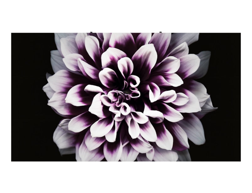 Samsung Smart LED Signage LH008IWJMWS/EN
